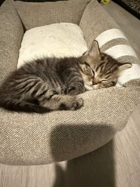 Kissanpentuja Helsinki - изображение 5