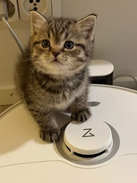 Kissanpentuja Helsinki - изображение 7