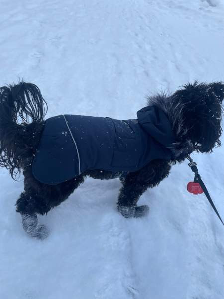 Rukka koiran toppa takki Hyvinge - photo 1