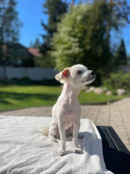 Trimmaus Helsinki - valokuva 1