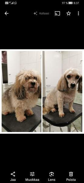 Trimmaus Helsinki - valokuva 5