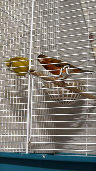 Kanaaria Lintu Helsinki - изображение 1