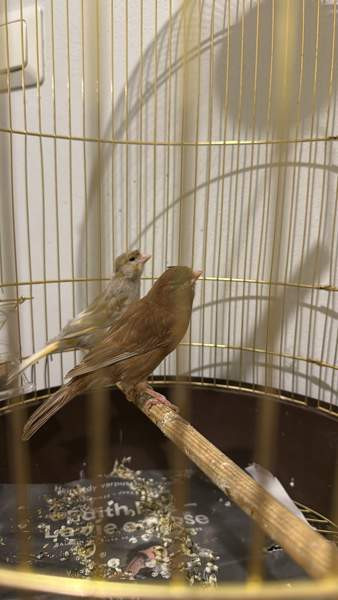 Kanaaria Lintu Helsinki - изображение 2