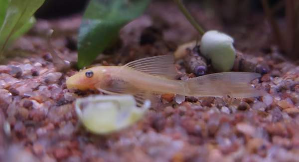 L144a ja L144 Jyvaeskylae – foto 2