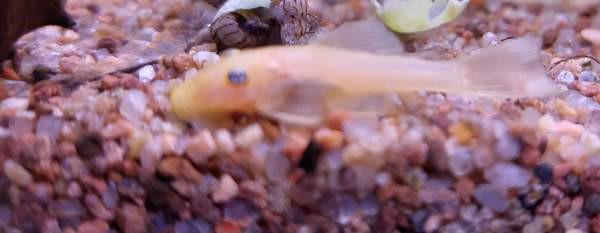 L144a ja L144 Jyvaeskylae – foto 3