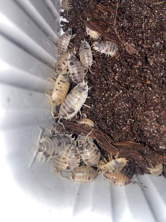 Porcellio laevis ”dairy cow” siiroja Vantaa - photo 2