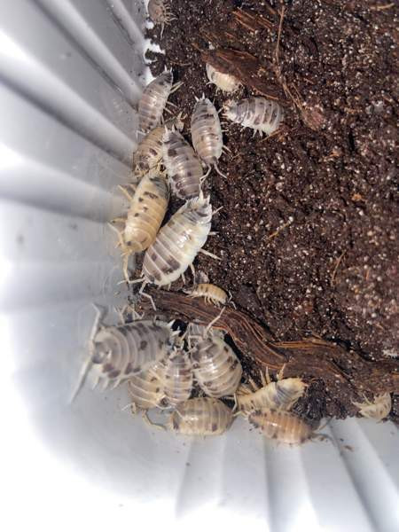 Porcellio laevis ”dairy cow” siiroja Вантаа - изображение 2