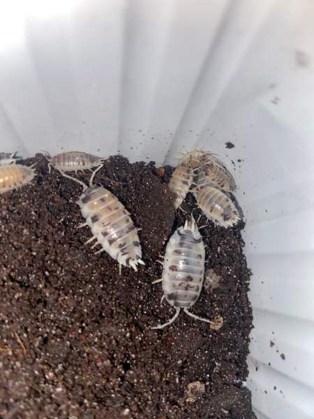 Porcellio laevis ”dairy cow” siiroja Вантаа - изображение 1