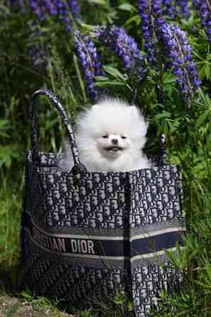 Valkoinen Pomeranian tyttö 3 v. Тампере