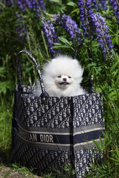 Valkoinen Pomeranian tyttö 3 v. Tampere - photo 1