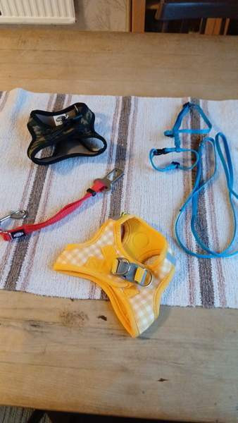 Kissanvaljaita Urjala - valokuva 1