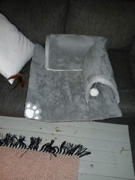 Kissanpennun tunnelipeti Urjala – foto 1