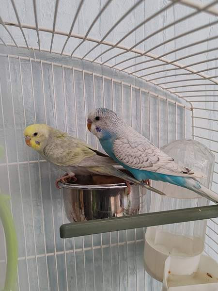 Undulaatteja Ruovesi - изображение 1