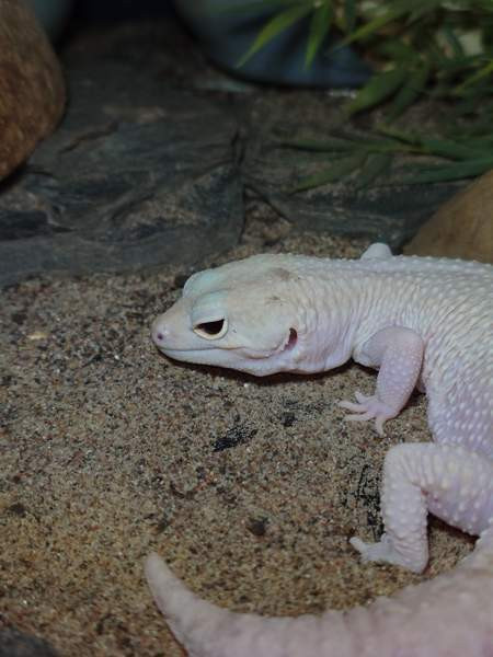 Leopardigekko Saarijärvi - photo 2