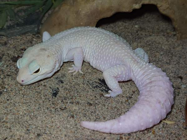 Leopardigekko Saarijärvi - photo 3