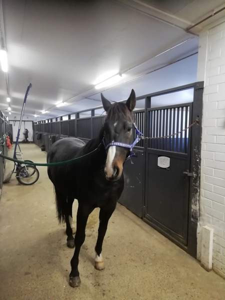 Iso hevostalli vuokralle Forssa - valokuva 4