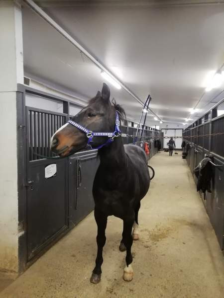 Iso hevostalli vuokralle Forssa - valokuva 5