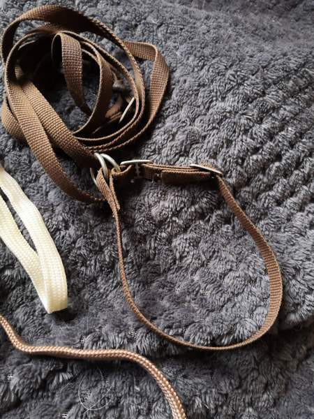 Näyttelyhihnat Pöytyä - valokuva 3