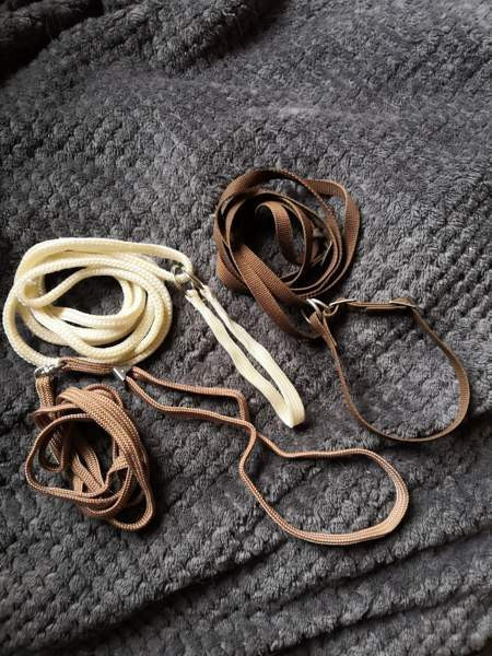 Näyttelyhihnat Pöytyä - valokuva 1