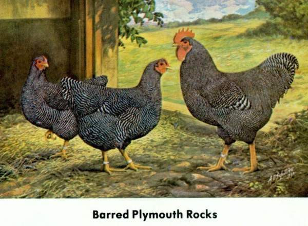 Ostetaan Plymouth rock kukko Orimattila - valokuva 1