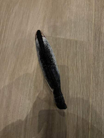 Sätkivä kala Akaa - valokuva 4
