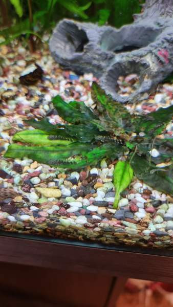 Partamonni poikasia Hollola - photo 1