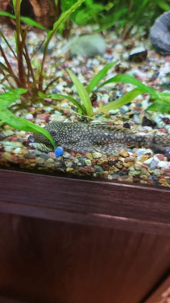 Partamonni poikasia Hollola - photo 2