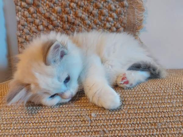 Ragdoll, naaras- ja urospentu etsivät yhteistyökykyisiä koteja Espoo - photo 1