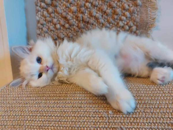 Ragdoll, naaras- ja urospentu etsivät yhteistyökykyisiä koteja Espoo - photo 6