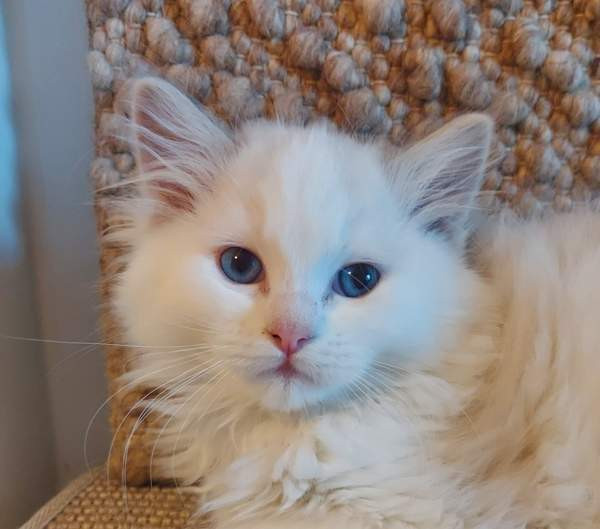 Ragdoll, naaras- ja urospentu etsivät yhteistyökykyisiä koteja Эспоо - изображение 4