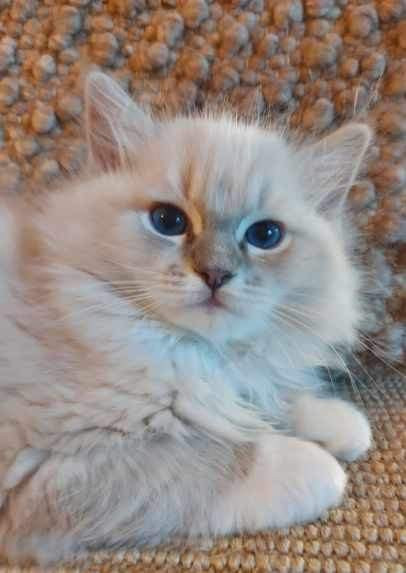 Ragdoll, naaras- ja urospentu etsivät yhteistyökykyisiä koteja Эспоо - изображение 2