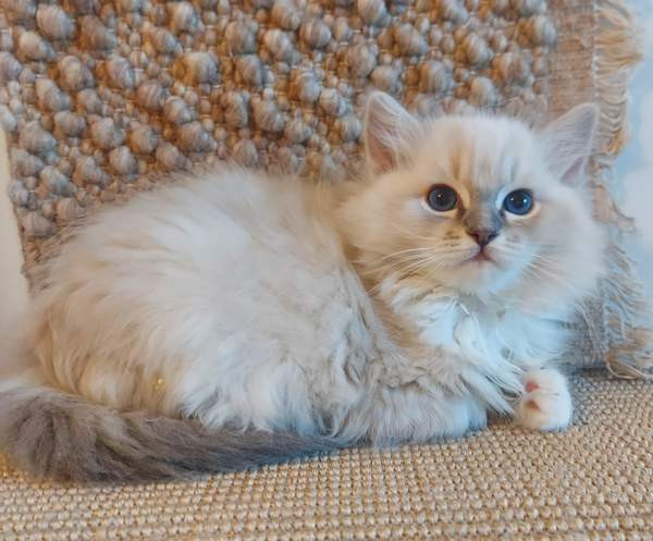 Ragdoll, naaras- ja urospentu etsivät yhteistyökykyisiä koteja Эспоо - изображение 3