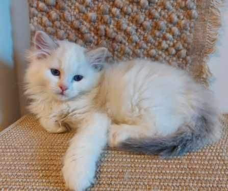 Ragdoll, naaras- ja urospentu etsivät yhteistyökykyisiä koteja Эспоо - изображение 5