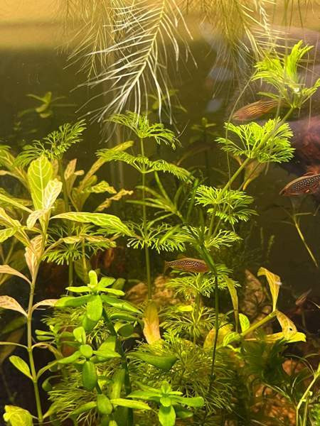 Akvaariokasveja Kouvola - photo 6