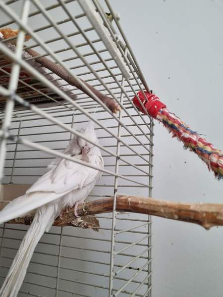 Neitokakadu Mäntsälä - valokuva 1