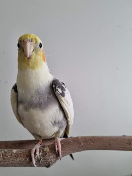 Neitokakadu Mäntsälä - valokuva 2