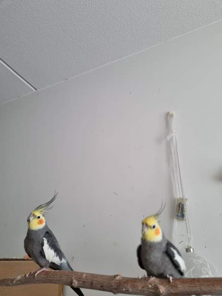 Neitokakadu Mäntsälä - valokuva 3