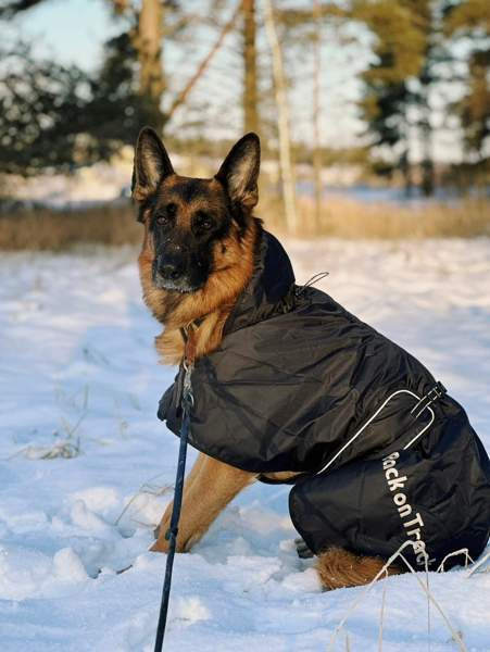 Back on Track koiran toppatakki koko 74 Turku - photo 2