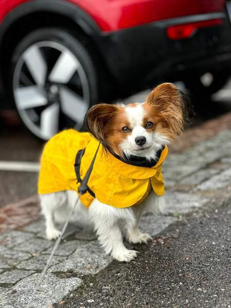 PAIKKA - koiran keltainen heijastava sadetakki koko 30 Helsinki - photo 4