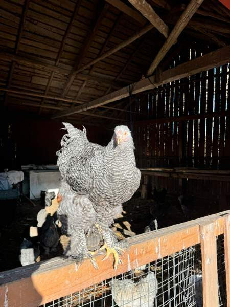 Brahman siitosmunat Laihia - изображение 2