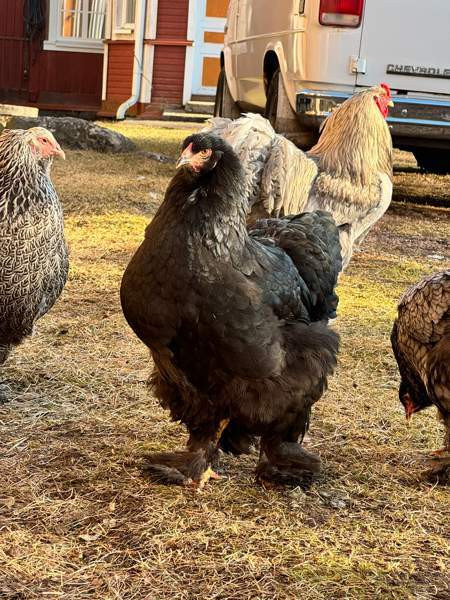 Brahman siitosmunat Laihia - изображение 5