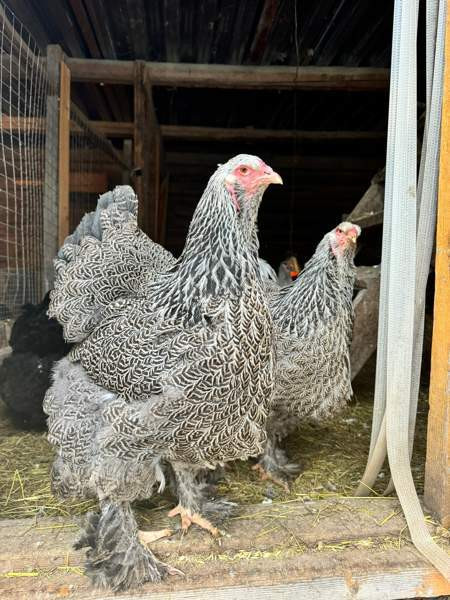 Brahman siitosmunat Laihia - изображение 3