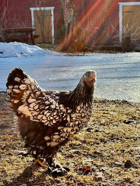 Brahman siitosmunat Laihia - изображение 1