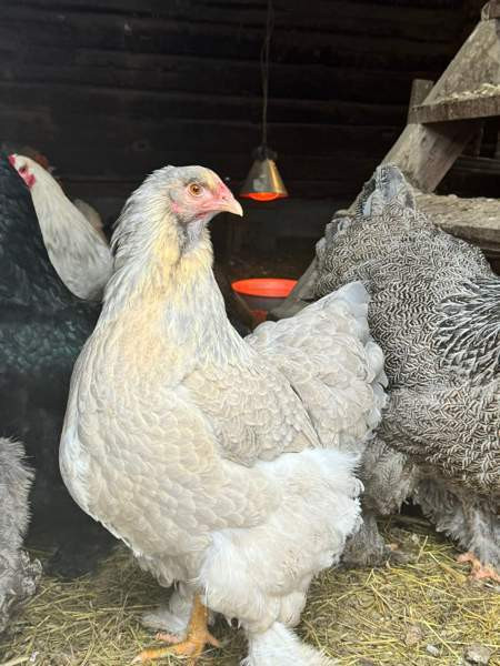 Brahman siitosmunat Laihia - изображение 4