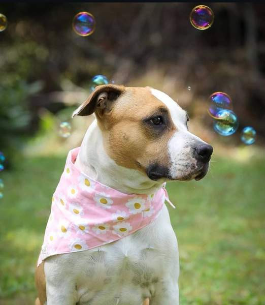 Koiran huivi Vihti - photo 2