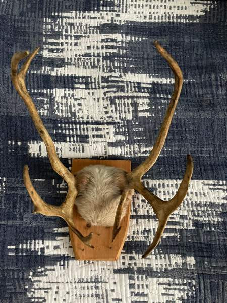 Poronsarvet Helsinki - photo 1