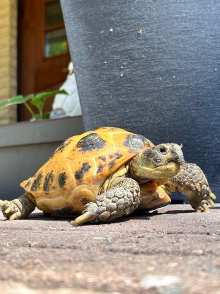 Naaras nelivarvaskilpikonna Mustasaari - photo 1