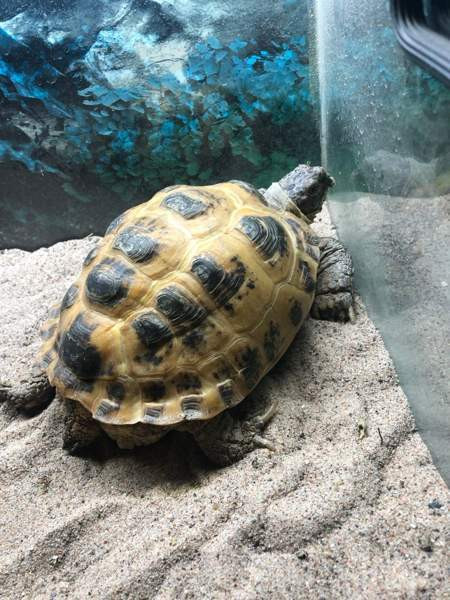 Naaras nelivarvaskilpikonna Mustasaari - photo 2