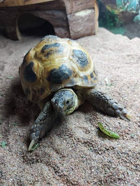 Naaras nelivarvaskilpikonna Mustasaari - photo 4