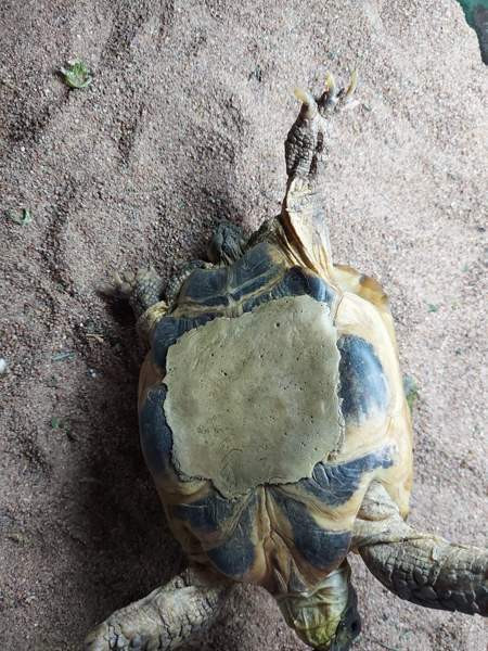 Naaras nelivarvaskilpikonna Mustasaari - photo 3